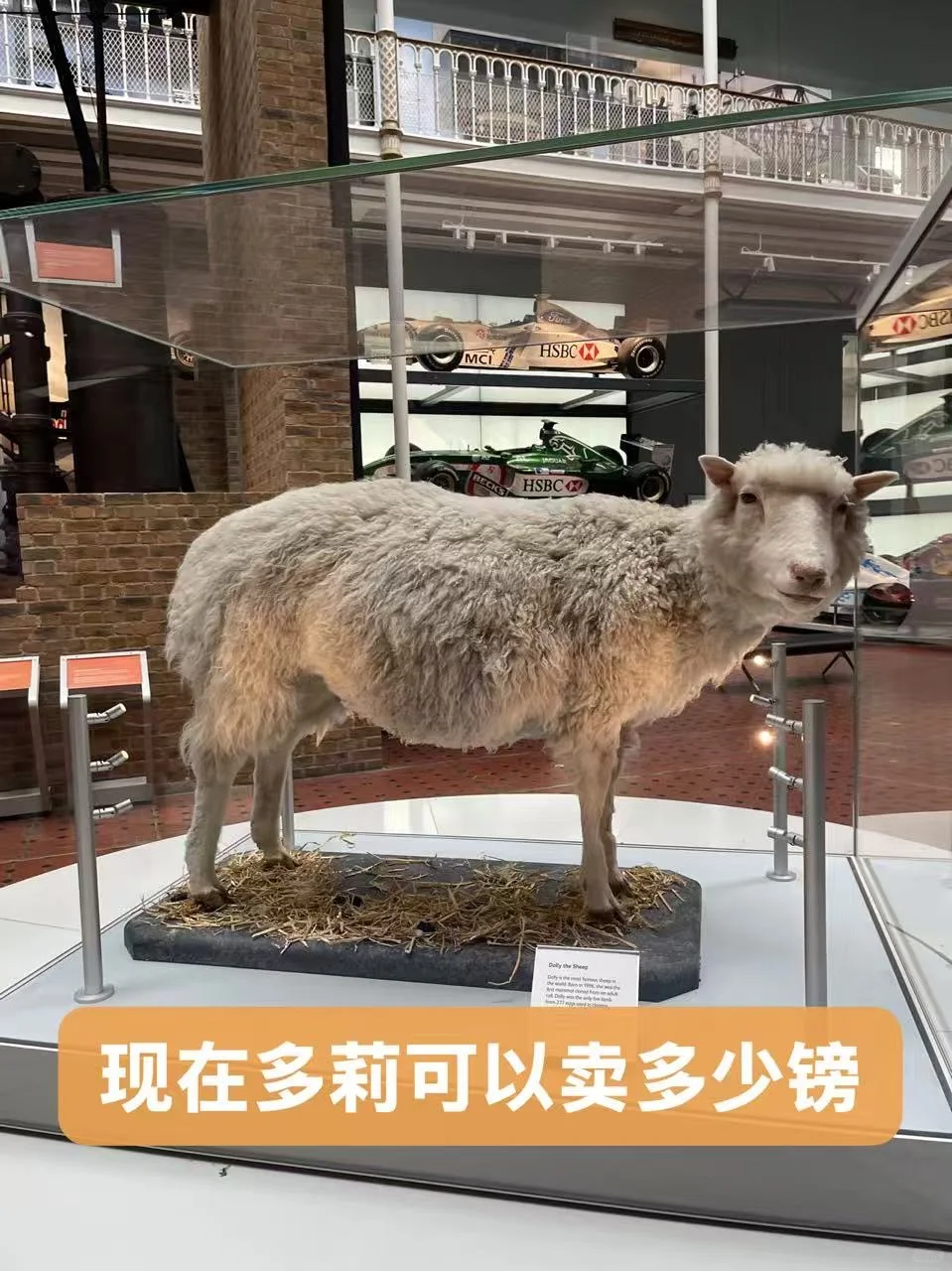 在苏格兰亲眼见到克隆羊多莉!标本值天价?🤑,图片 2